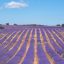 lavender, lavender field, lavender flowers-7341622.jpg