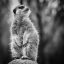meerkat, animal, wildlife-7354294.jpg