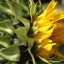 sunflower, flower, yellow flower-7351508.jpg