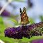 vanessa cardui, flower, butterfly-7345402.jpg